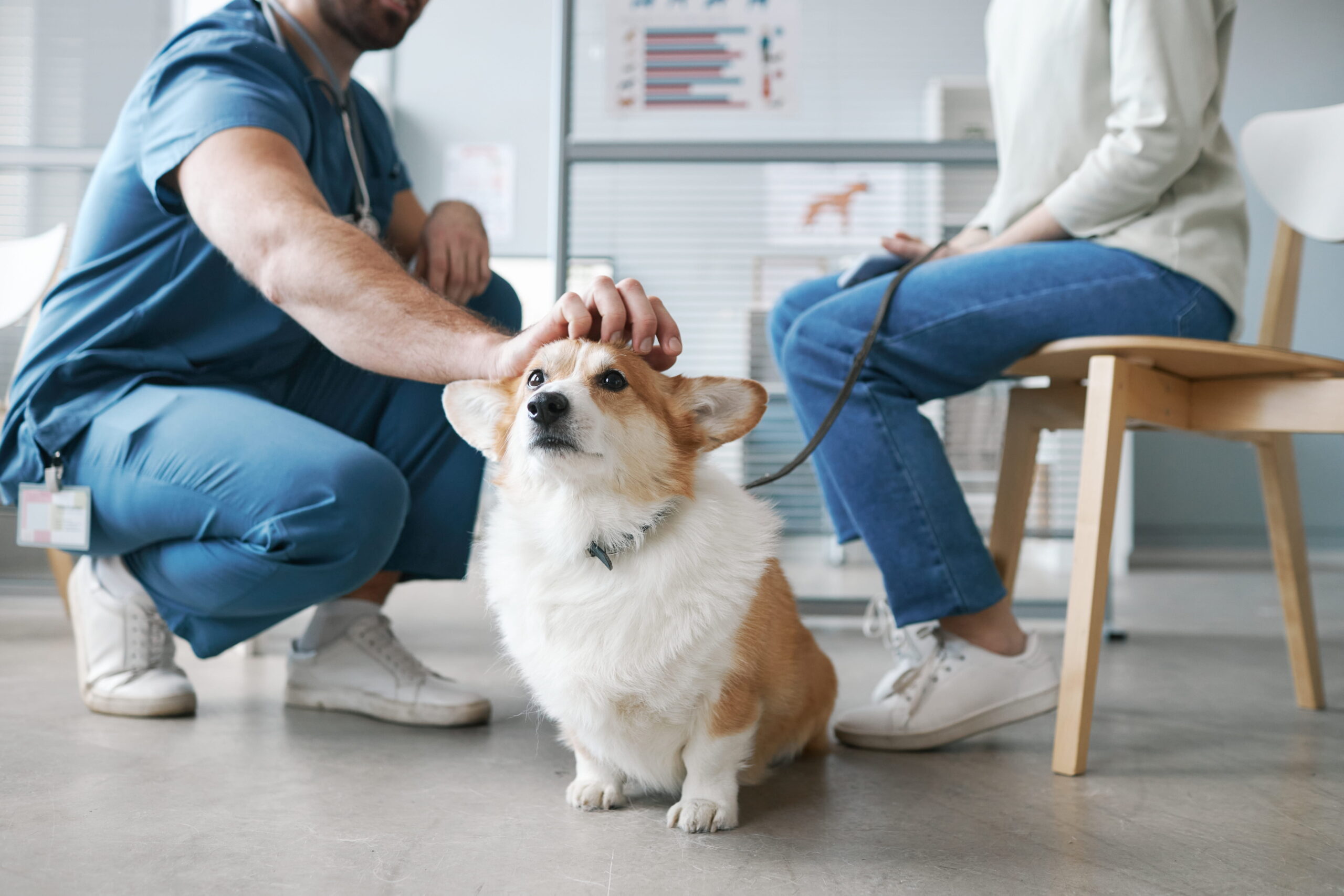 response-marketing-group-rmg-petvet365-vet-clinic-corgi-pets
